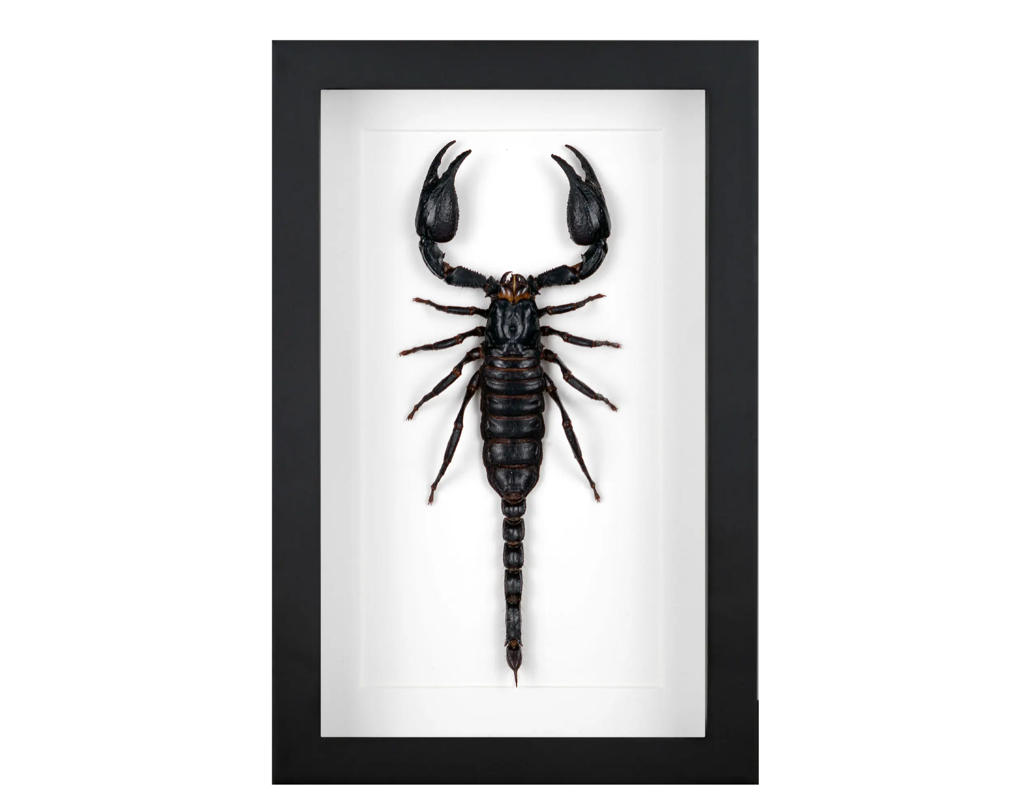 Andere Insekten im Rahmen - InsectArt