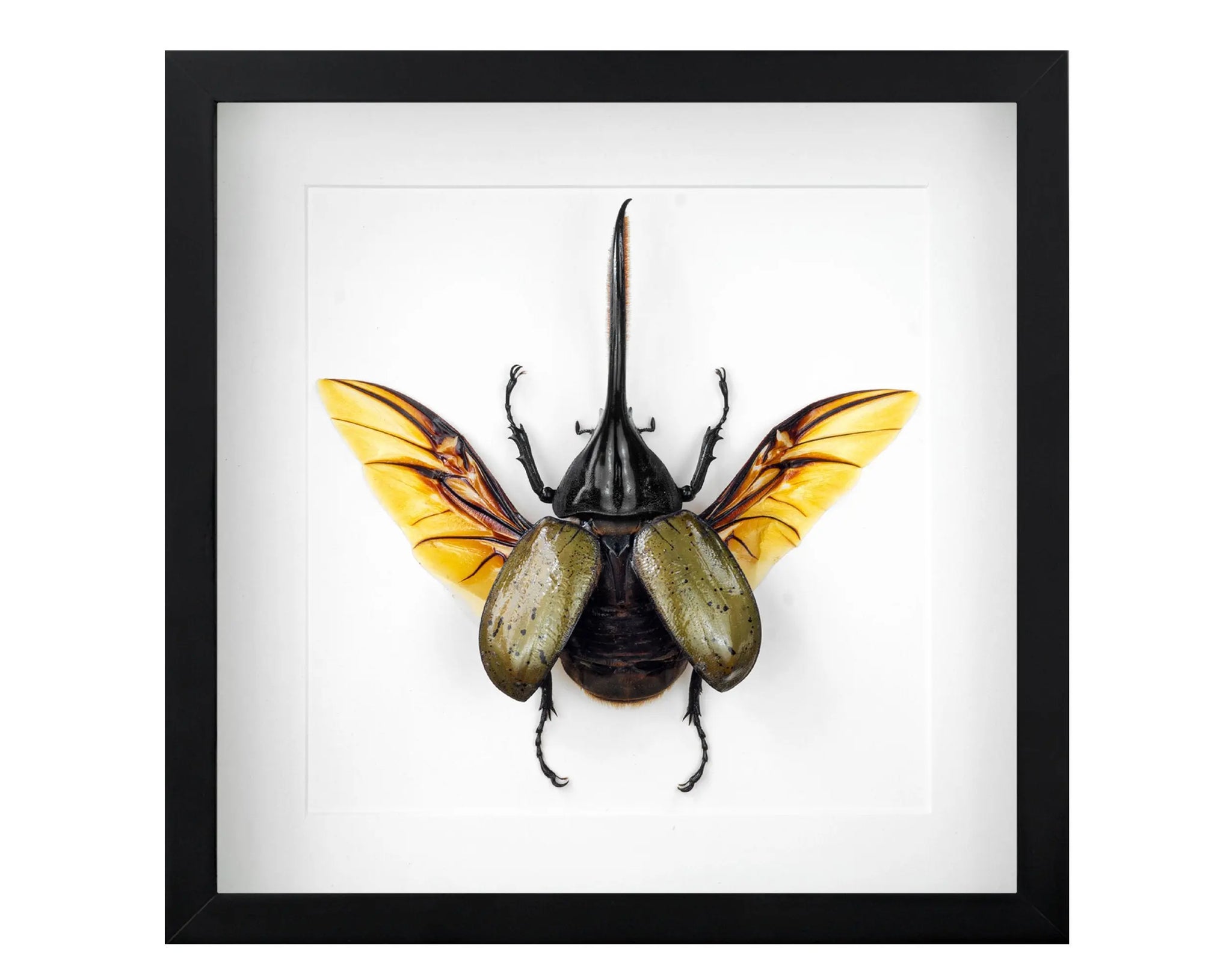 Käfer im Rahmen - InsectArt