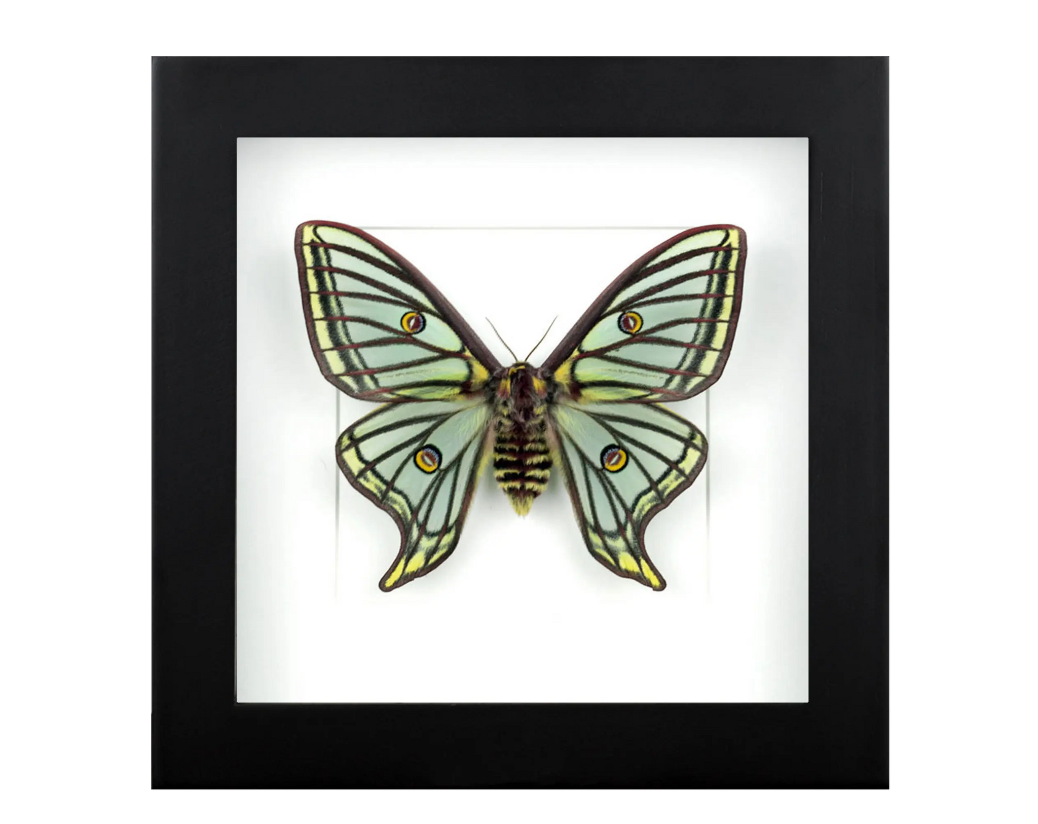 Nachtfalter im Rahmen - InsectArt