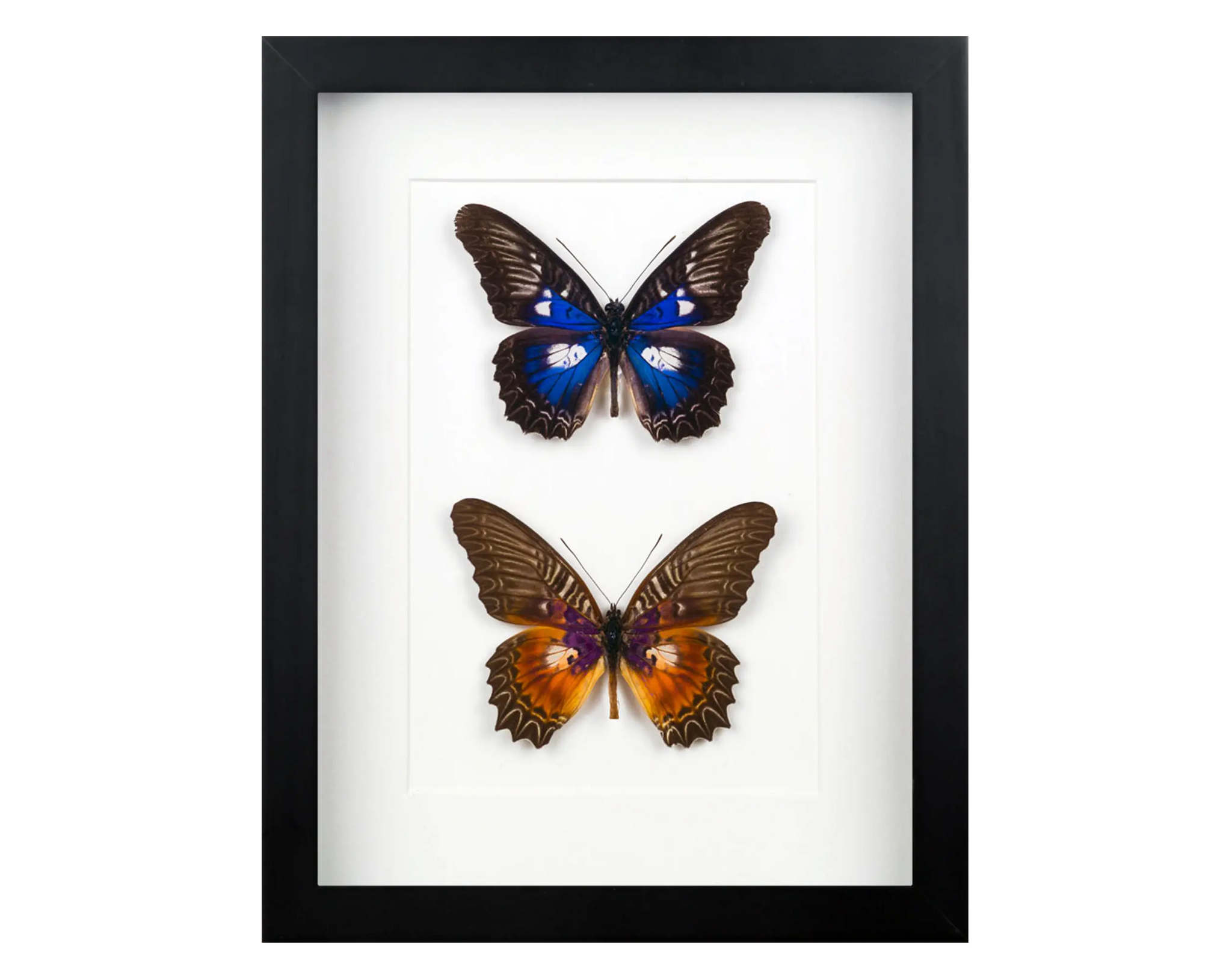 Duos & Trios - InsectArt