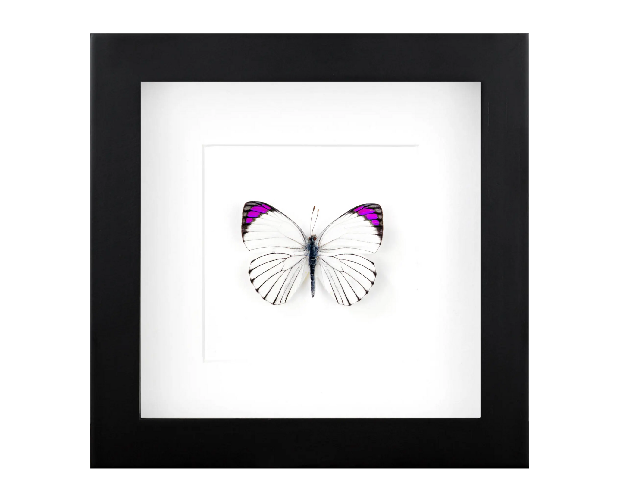 Einzelstücke - InsectArt