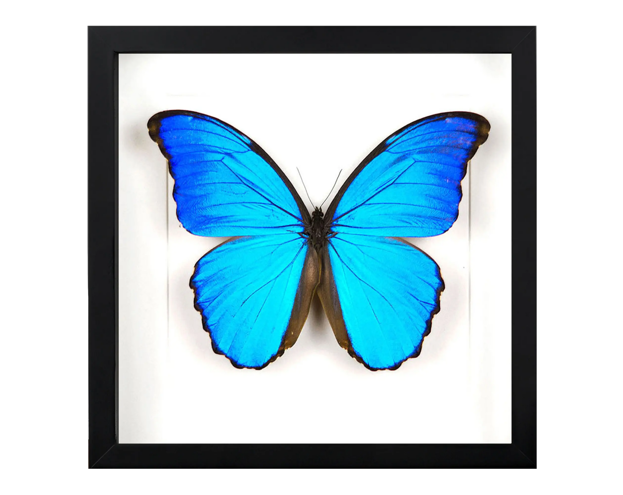 blauer Morpho Schmetterling im Bilderrahmen
