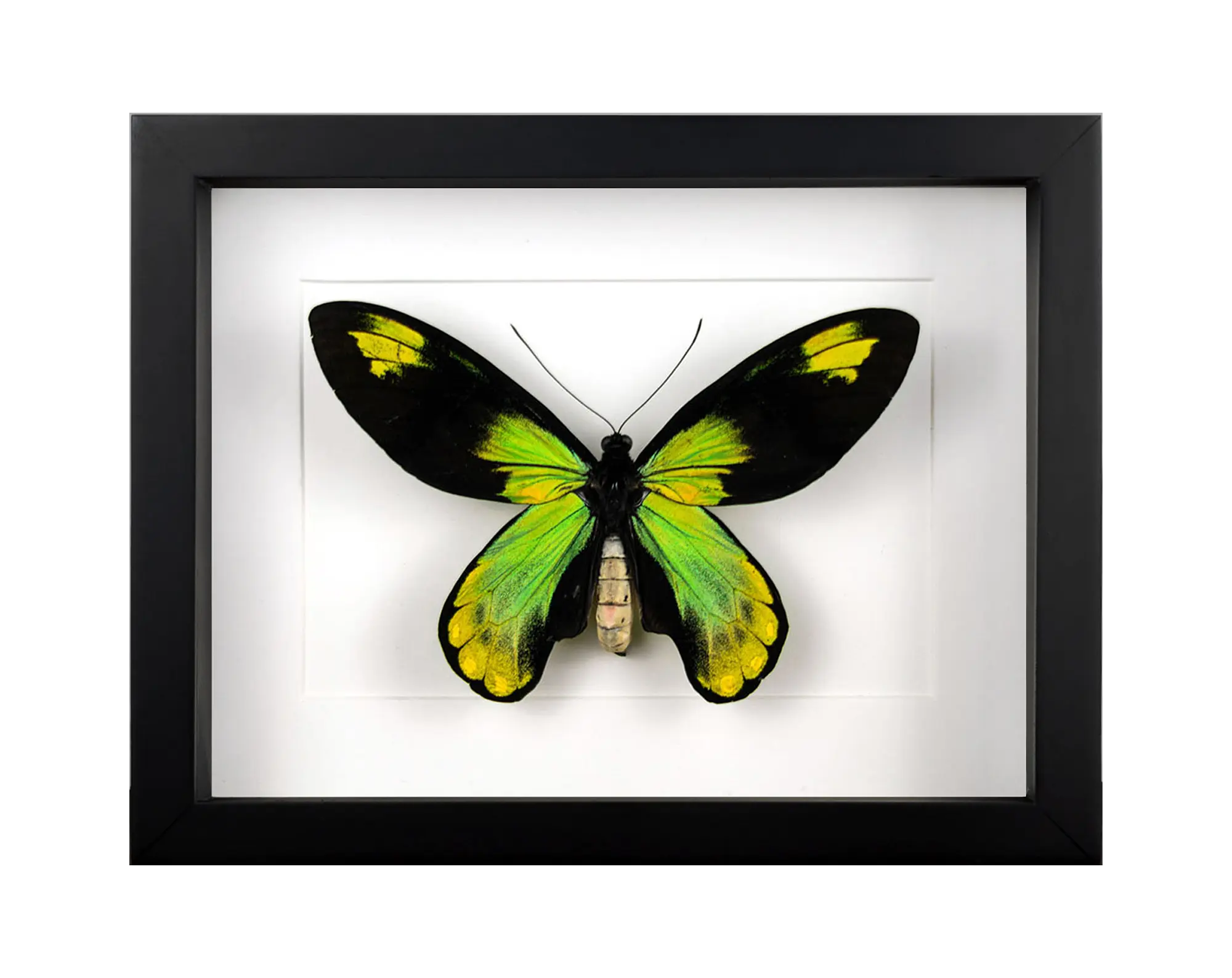 Seltene Schmetterlinge & Insekten - InsectArt