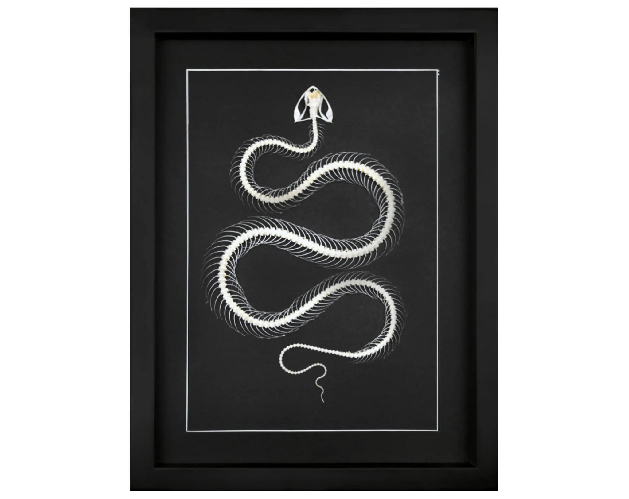 Taxidermie & Skelette - InsectArt