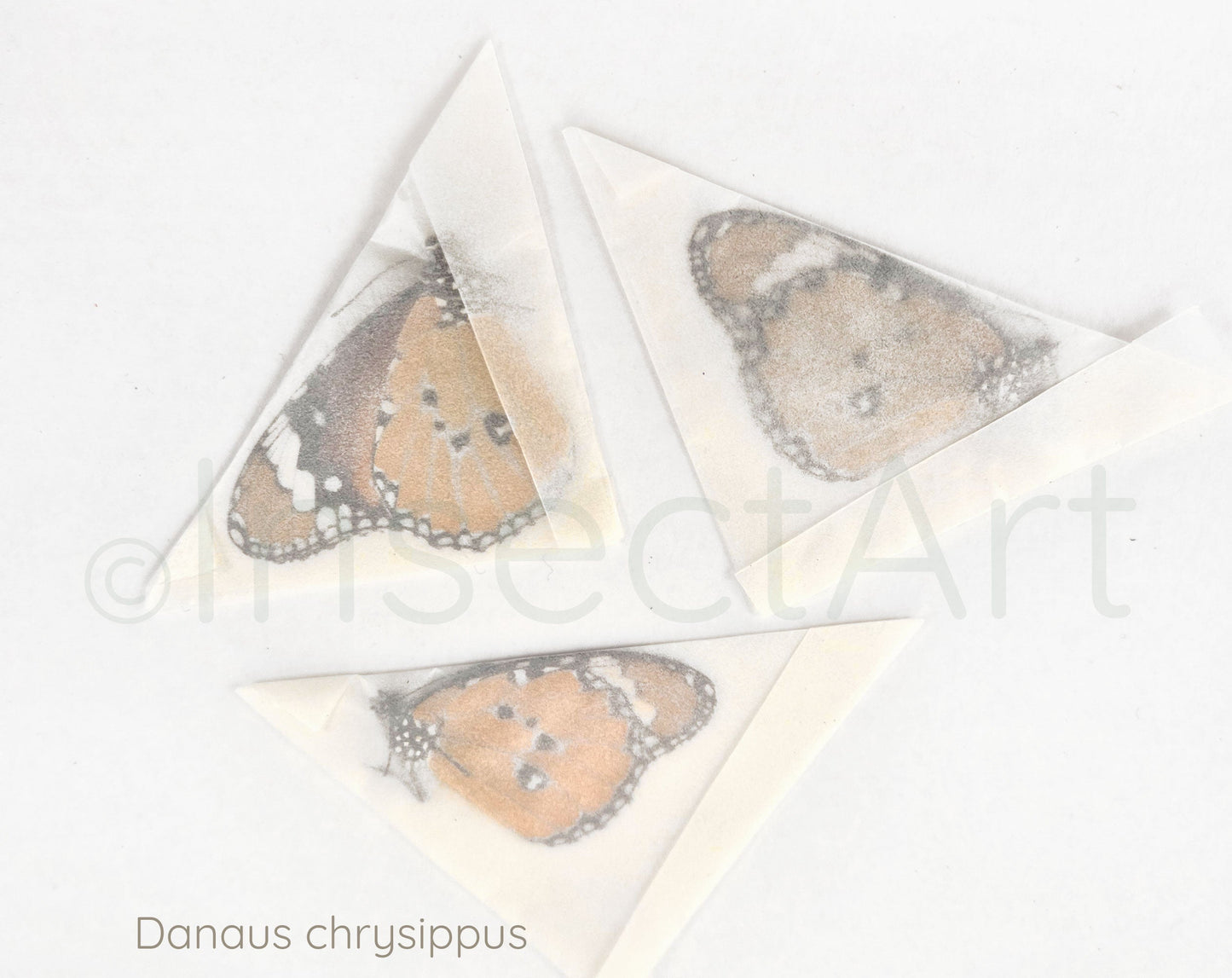 (3x) Danaus chrysippus  Schmetterling InsectArt