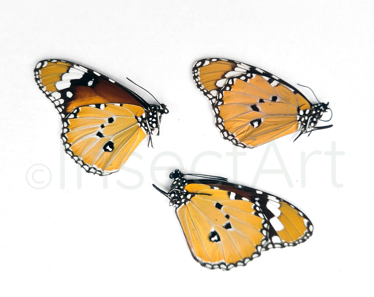 (3x) Danaus chrysippus  Schmetterling InsectArt