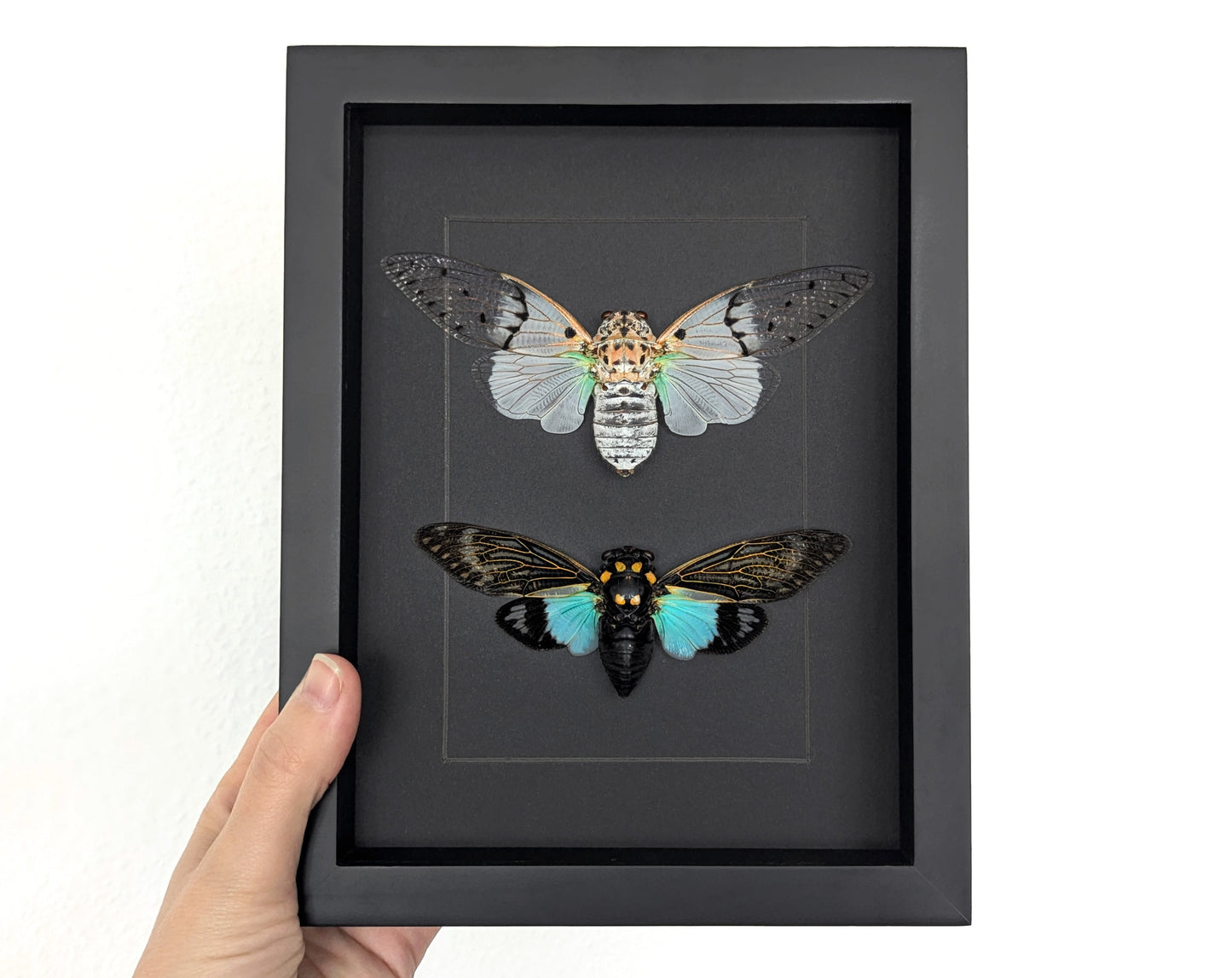 Geisterzikaden DUO  Zikade im Rahmen InsectArt