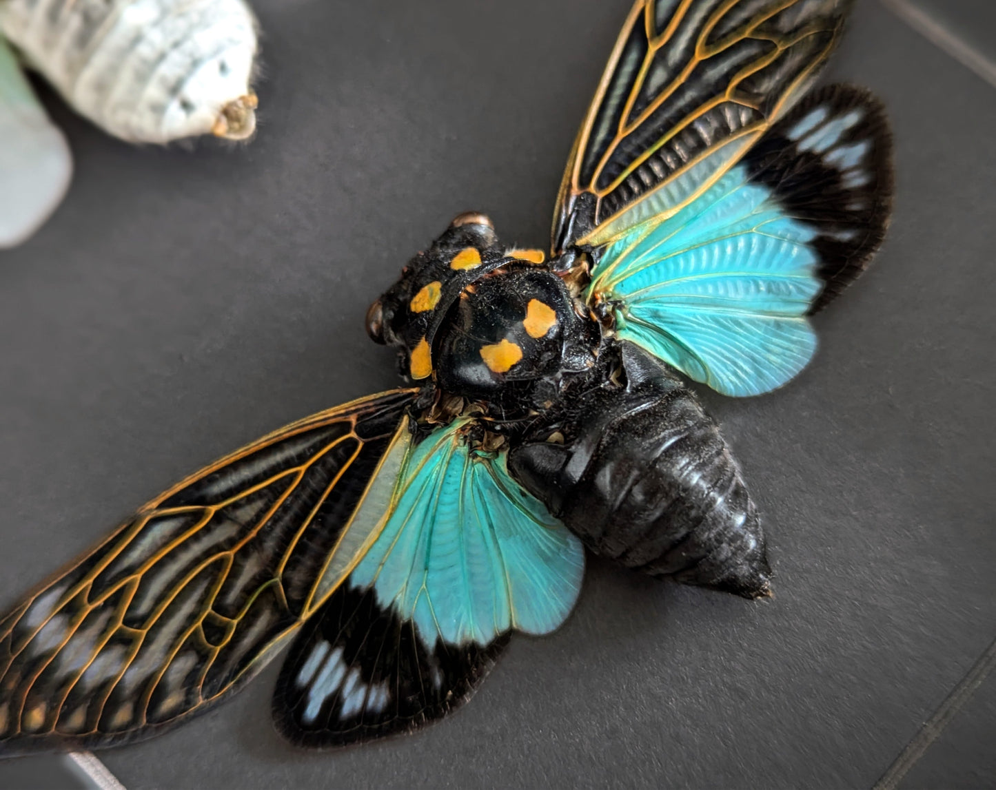 Geisterzikaden DUO  Zikade im Rahmen InsectArt