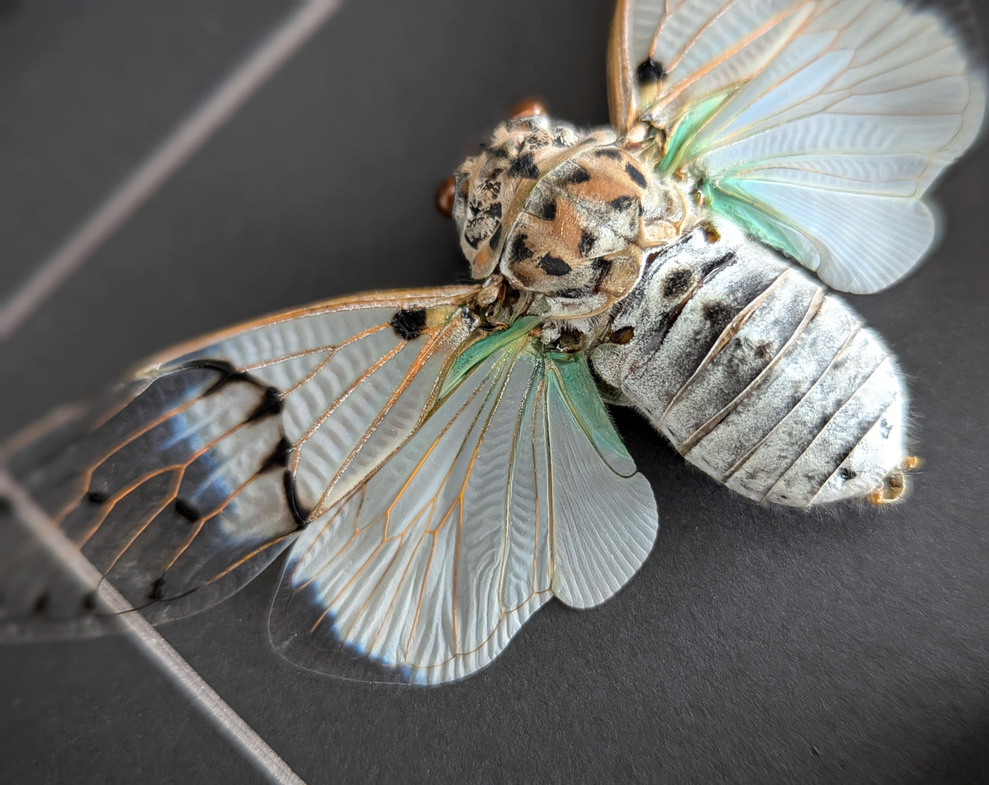 Geisterzikaden DUO  Zikade im Rahmen InsectArt