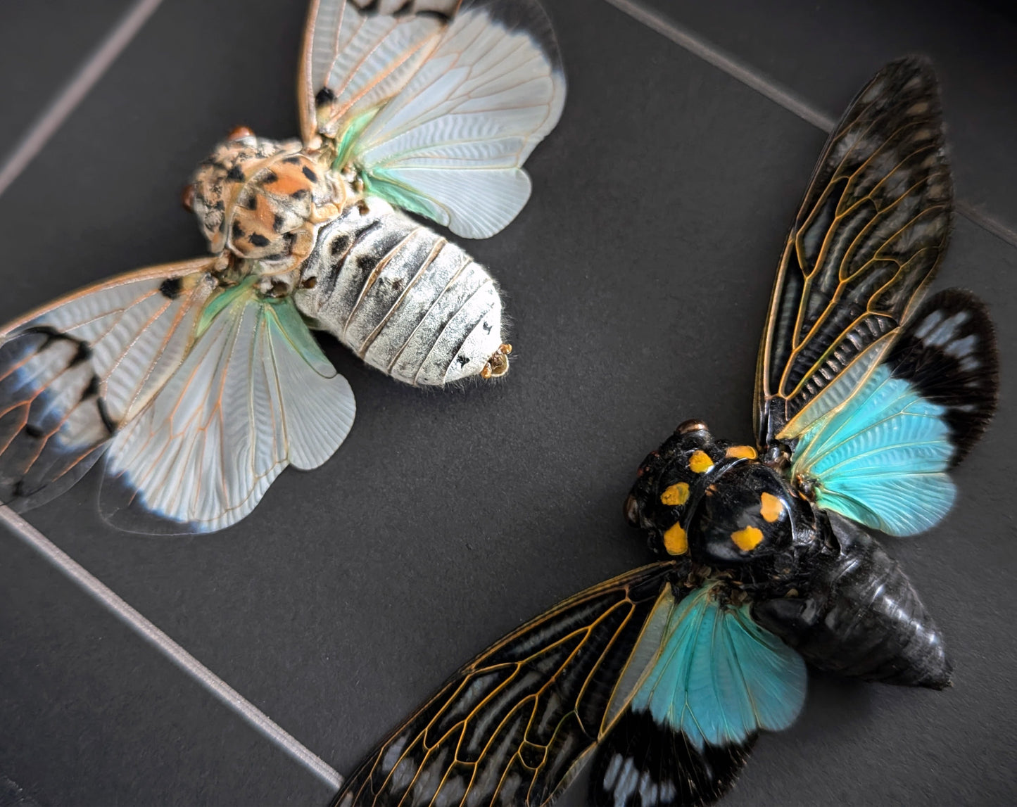 Geisterzikaden DUO  Zikade im Rahmen InsectArt