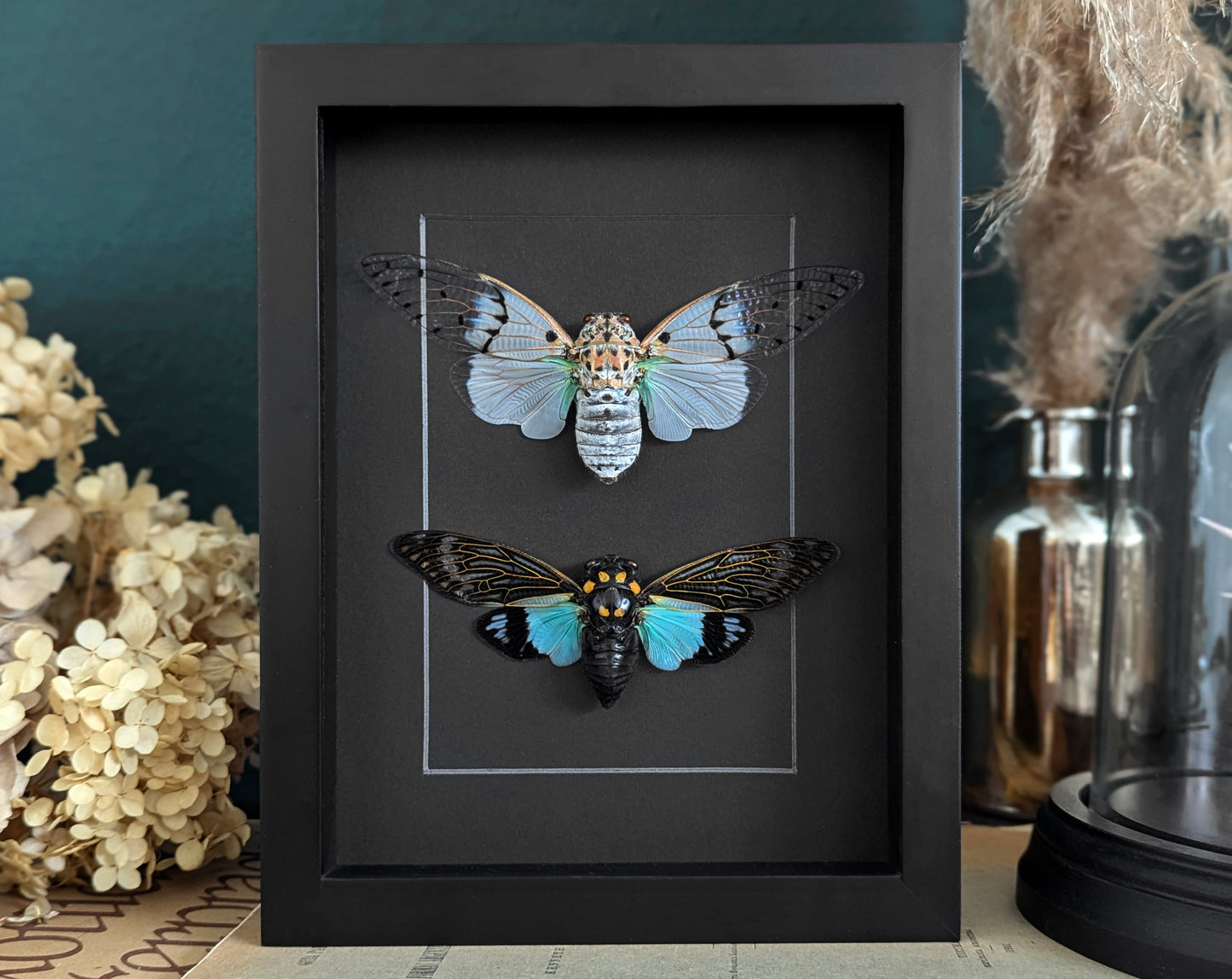 Geisterzikaden DUO  Zikade im Rahmen InsectArt