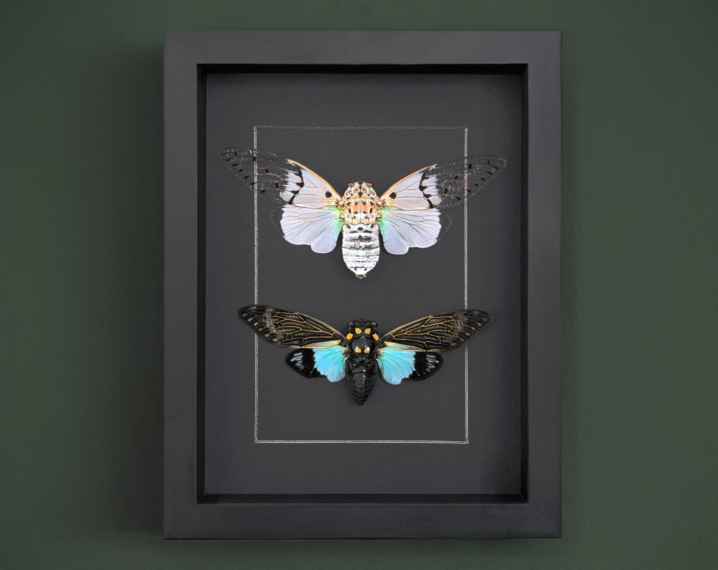 Geisterzikaden DUO  Zikade im Rahmen InsectArt