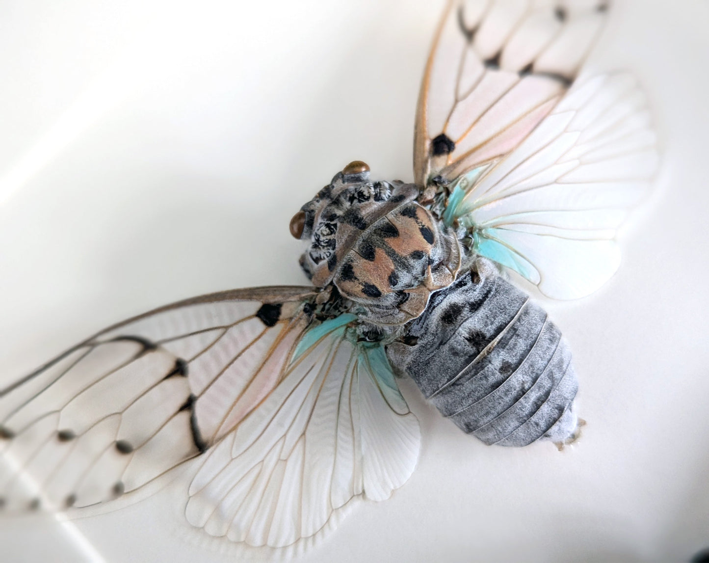 Geisterzikaden DUO  Zikade im Rahmen InsectArt