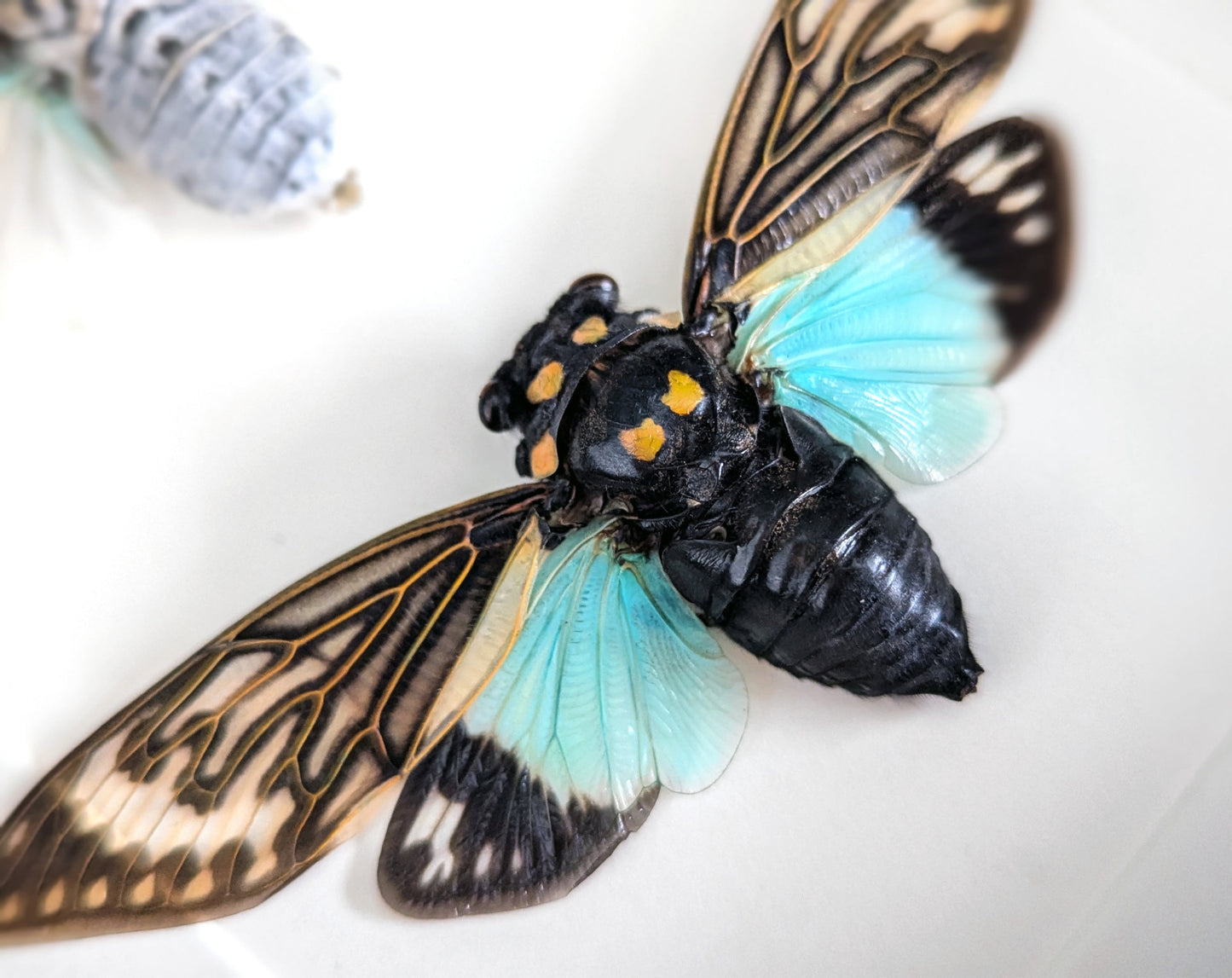 Geisterzikaden DUO  Zikade im Rahmen InsectArt