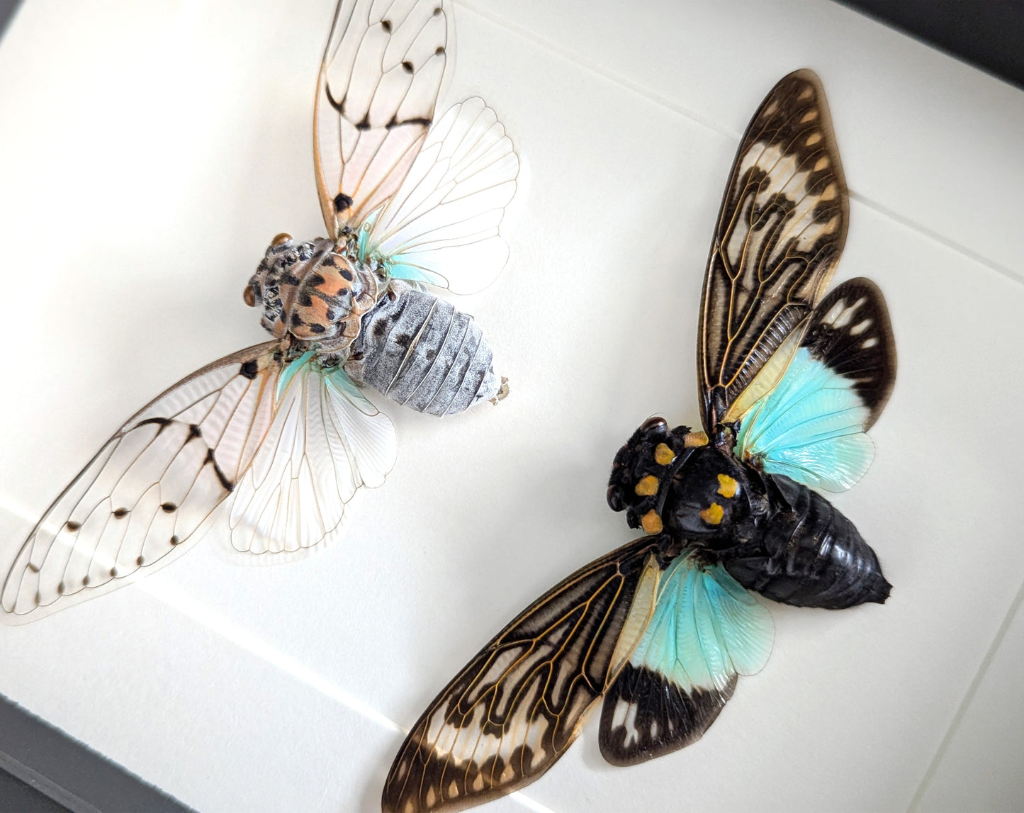 Geisterzikaden DUO  Zikade im Rahmen InsectArt