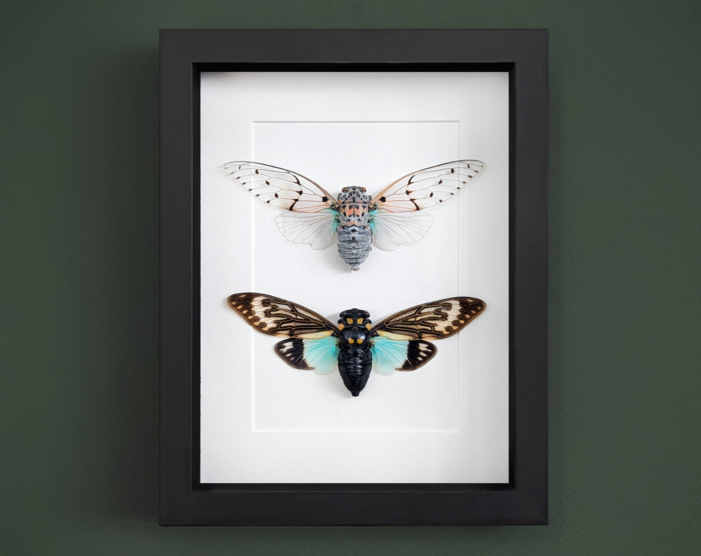 Geisterzikaden DUO  Zikade im Rahmen InsectArt