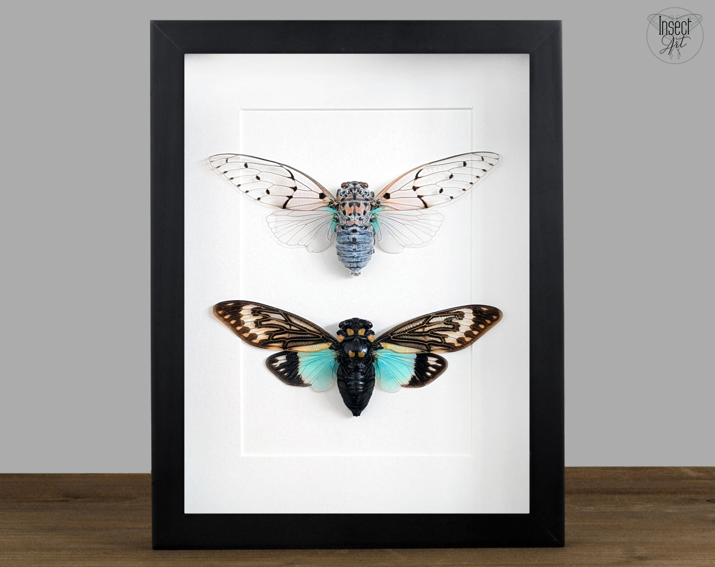 Geisterzikaden DUO  Zikade im Rahmen InsectArt