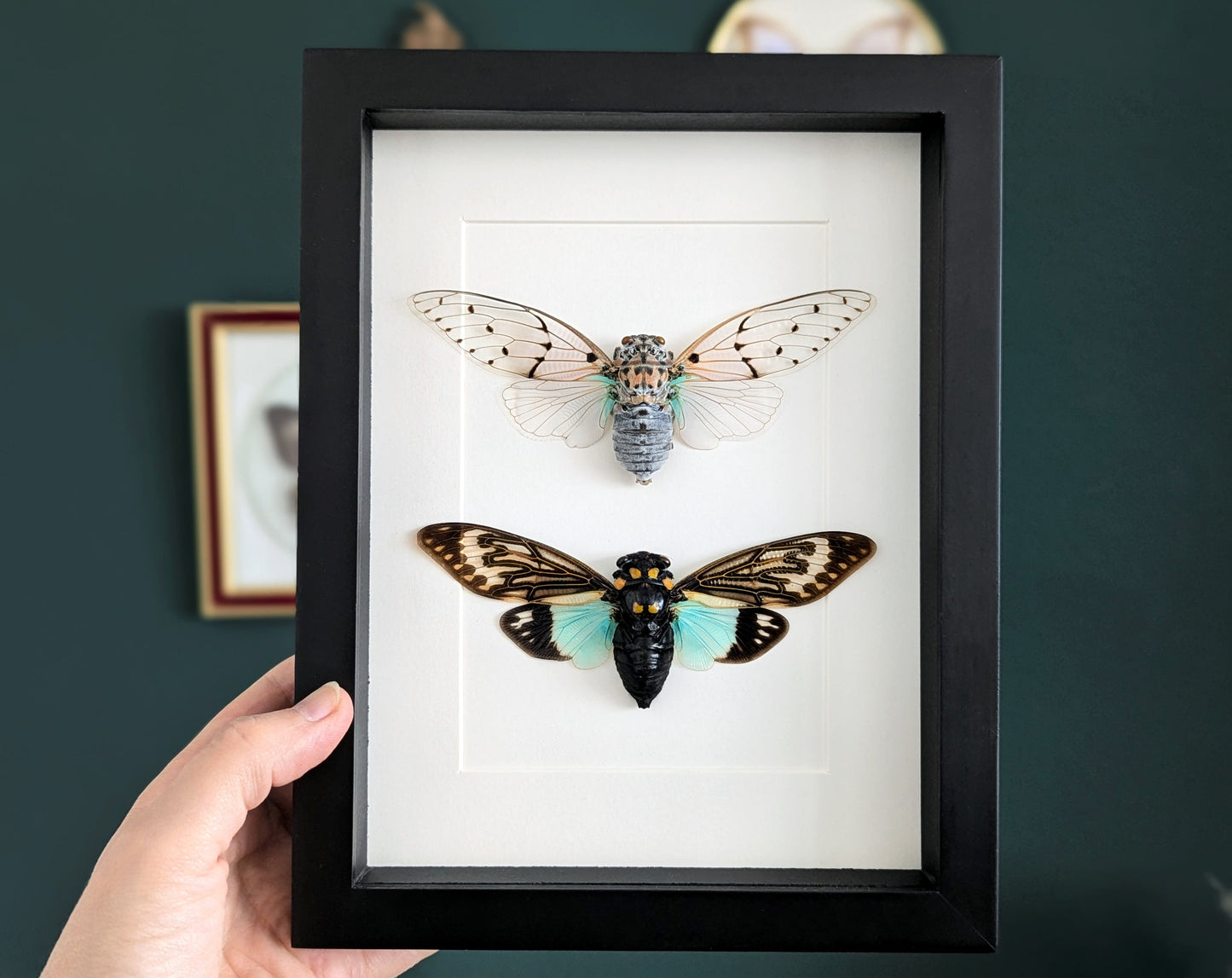 Geisterzikaden DUO  Zikade im Rahmen InsectArt