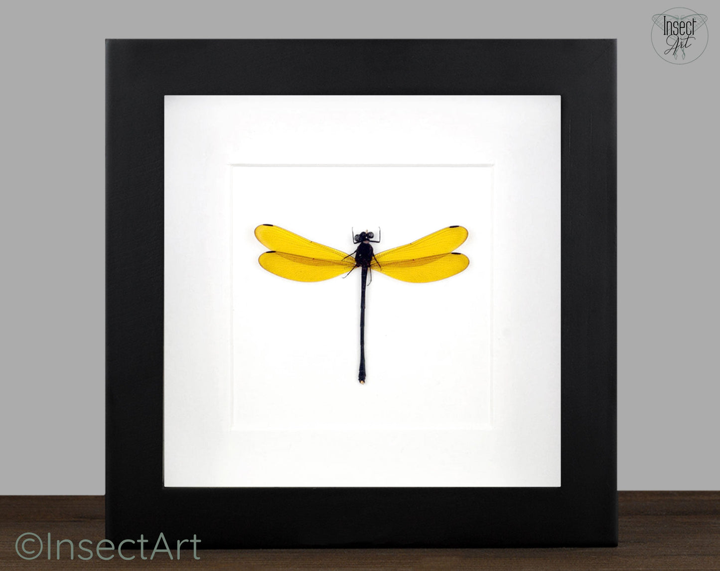 Euphaea lara lara  Libelle InsectArt