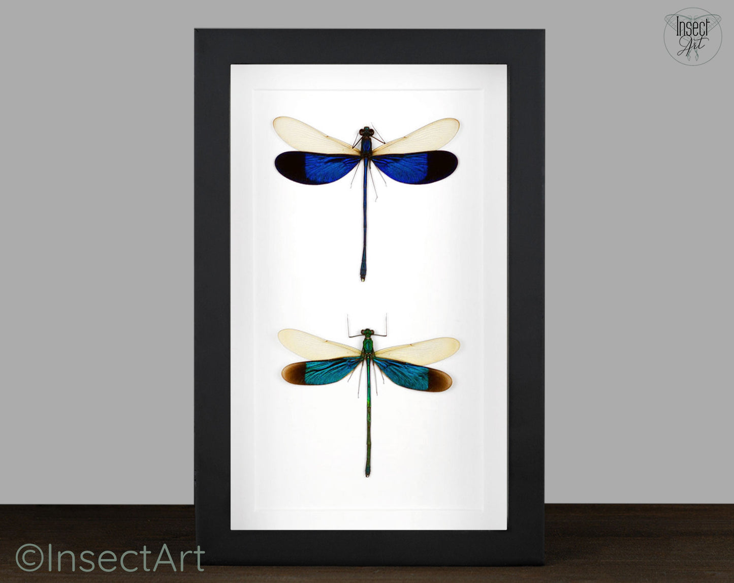 Neurobasis chinensis + kaupi Duo  Libelle InsectArt