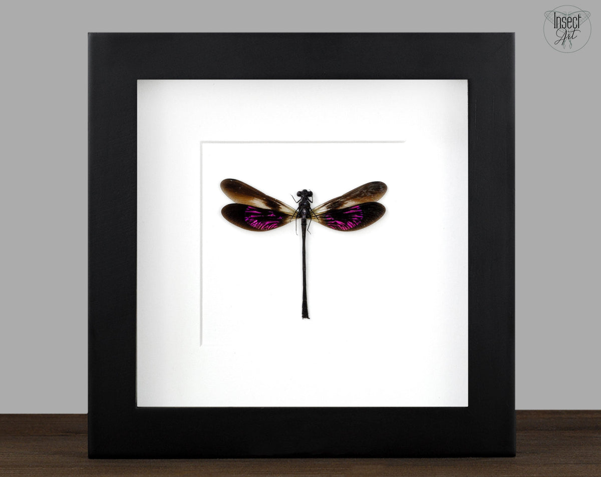 Echte eingerahmte Libelle, Euphaea variegata – InsectArt