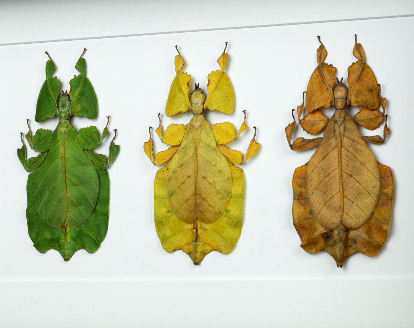 Phyllium pulchrifolium Trio  Heuschrecke InsectArt