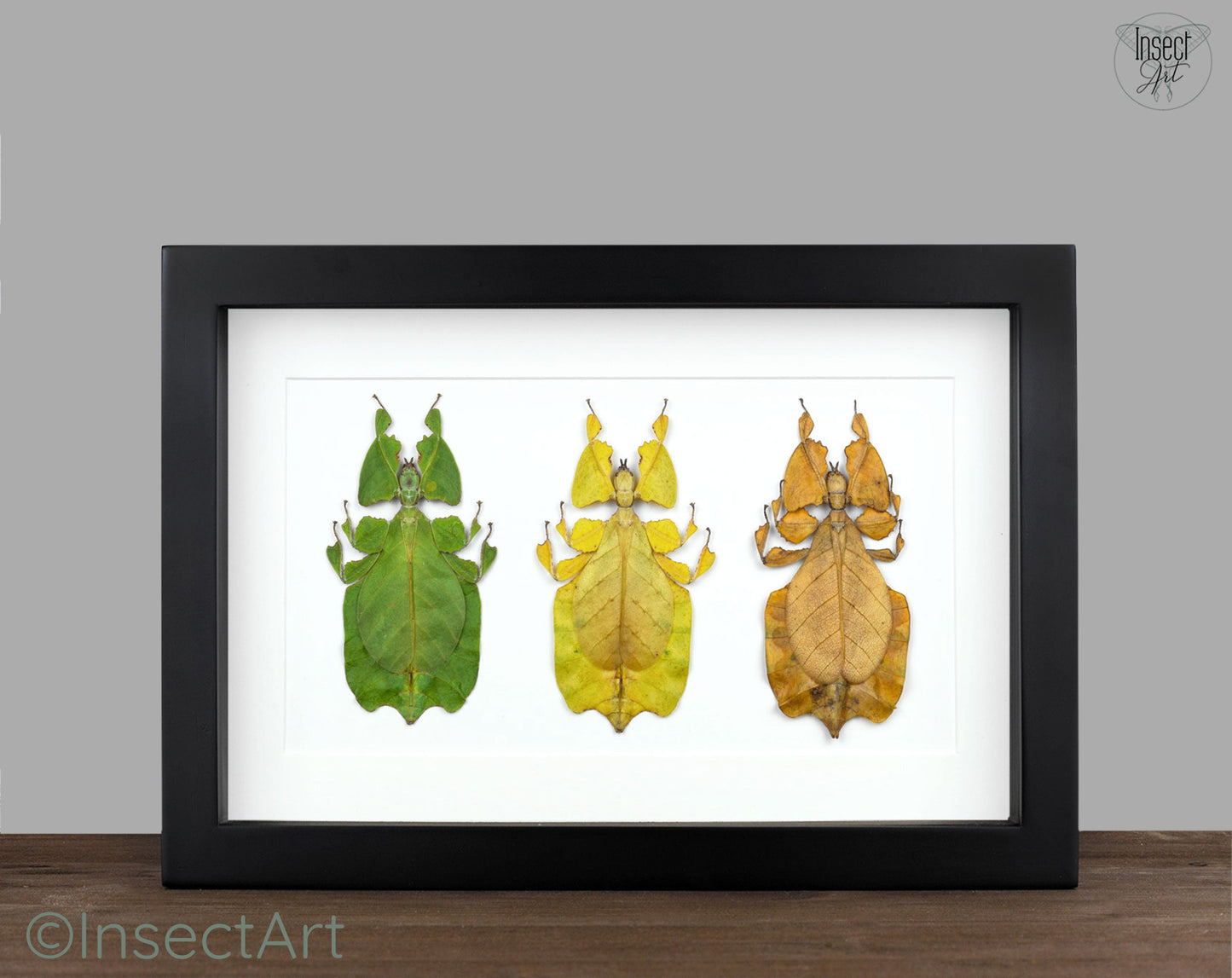 Phyllium pulchrifolium Trio  Heuschrecke InsectArt