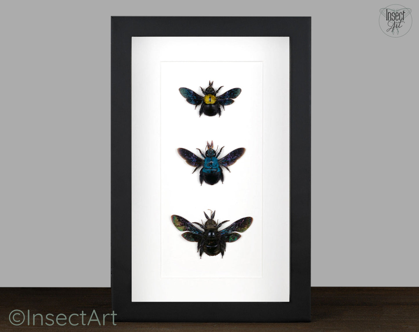 Xylocopa Trio  Holzbiene InsectArt