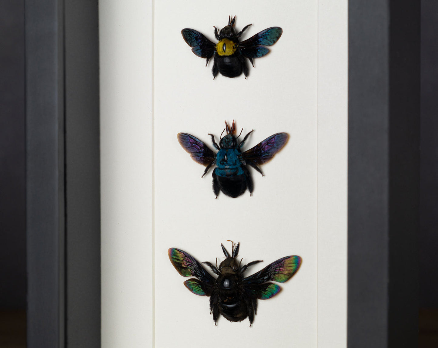 Xylocopa Trio  Holzbiene InsectArt