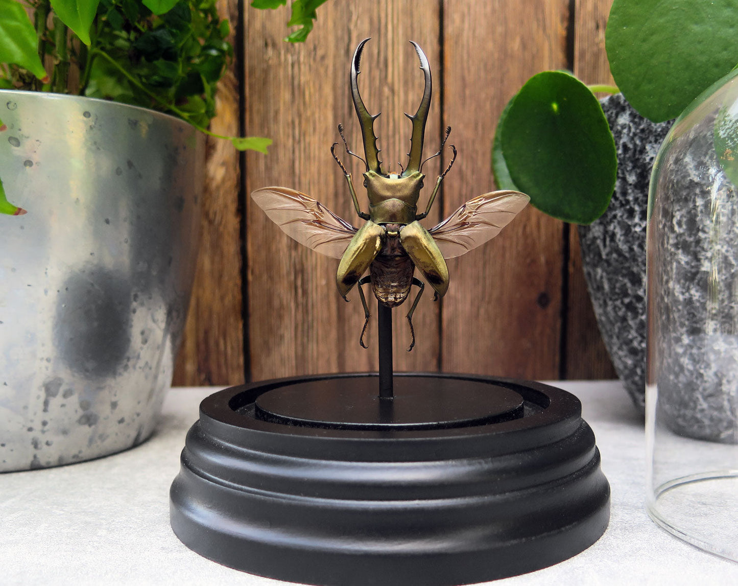 Cyclommatus metallifer  Glasdom InsectArt