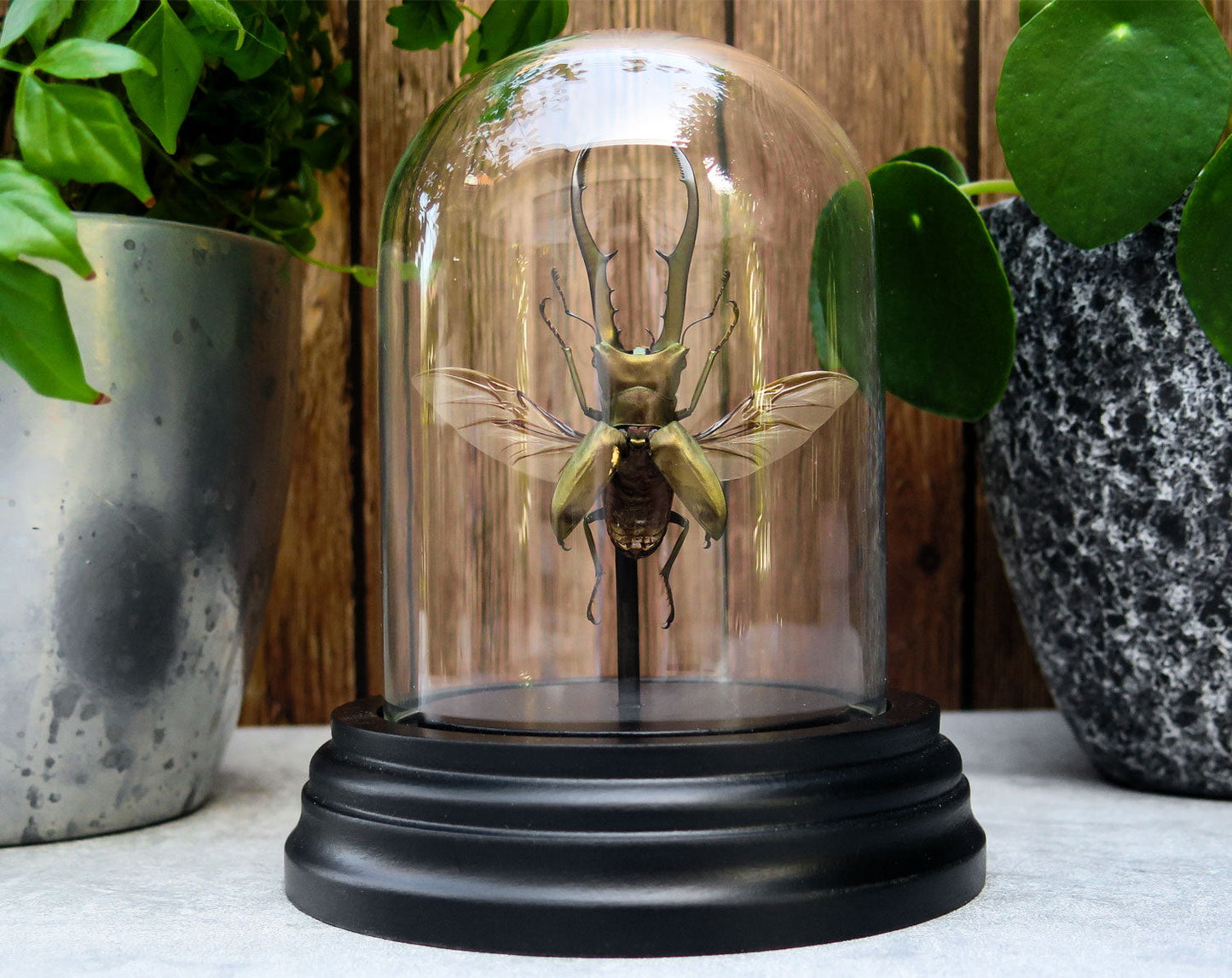 Cyclommatus metallifer  Glasdom InsectArt