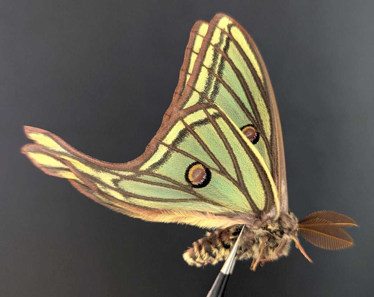 Spain Graellsia　isabellae　78mm BicBugs Graellsia isabellae FEMALE 