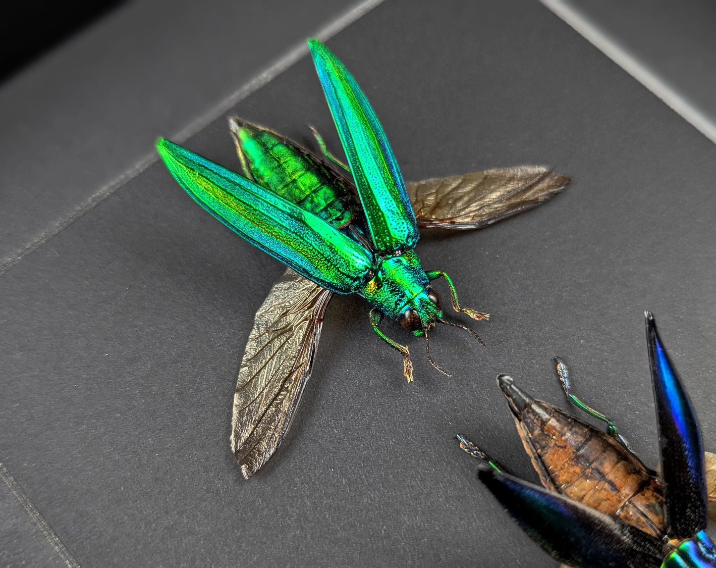 Prachtkäfer TRIO  Käfer im Rahmen InsectArt