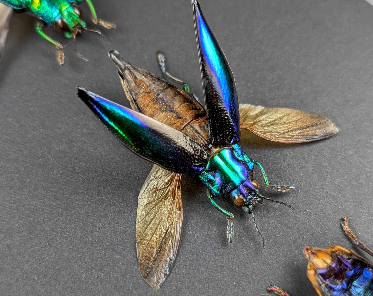 Prachtkäfer TRIO  Käfer im Rahmen InsectArt