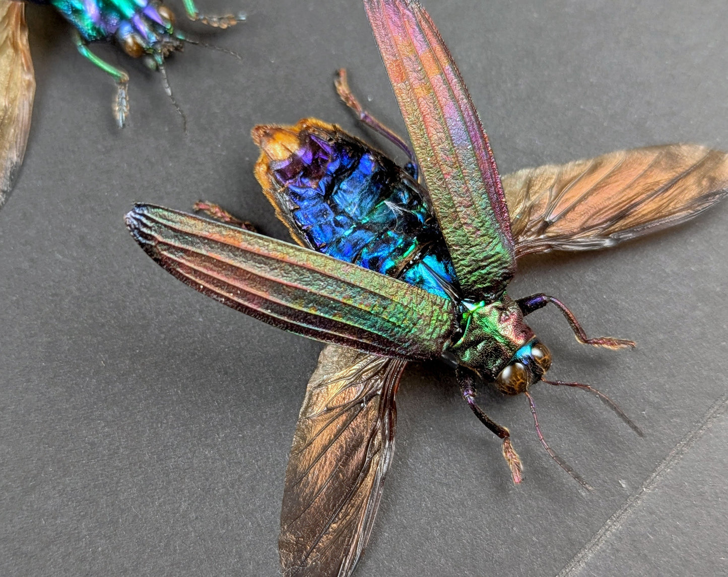 Prachtkäfer TRIO  Käfer im Rahmen InsectArt