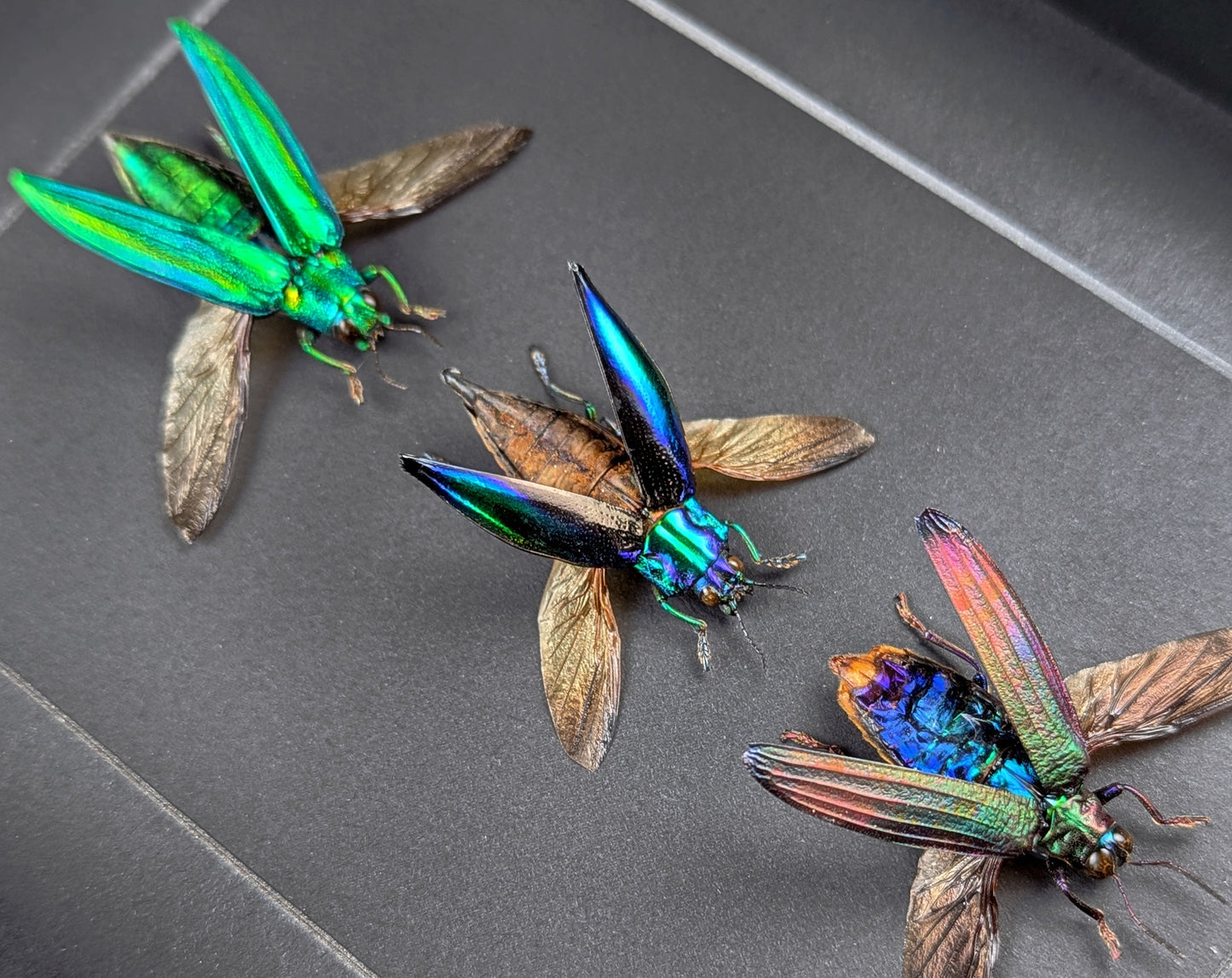 Prachtkäfer TRIO  Käfer im Rahmen InsectArt