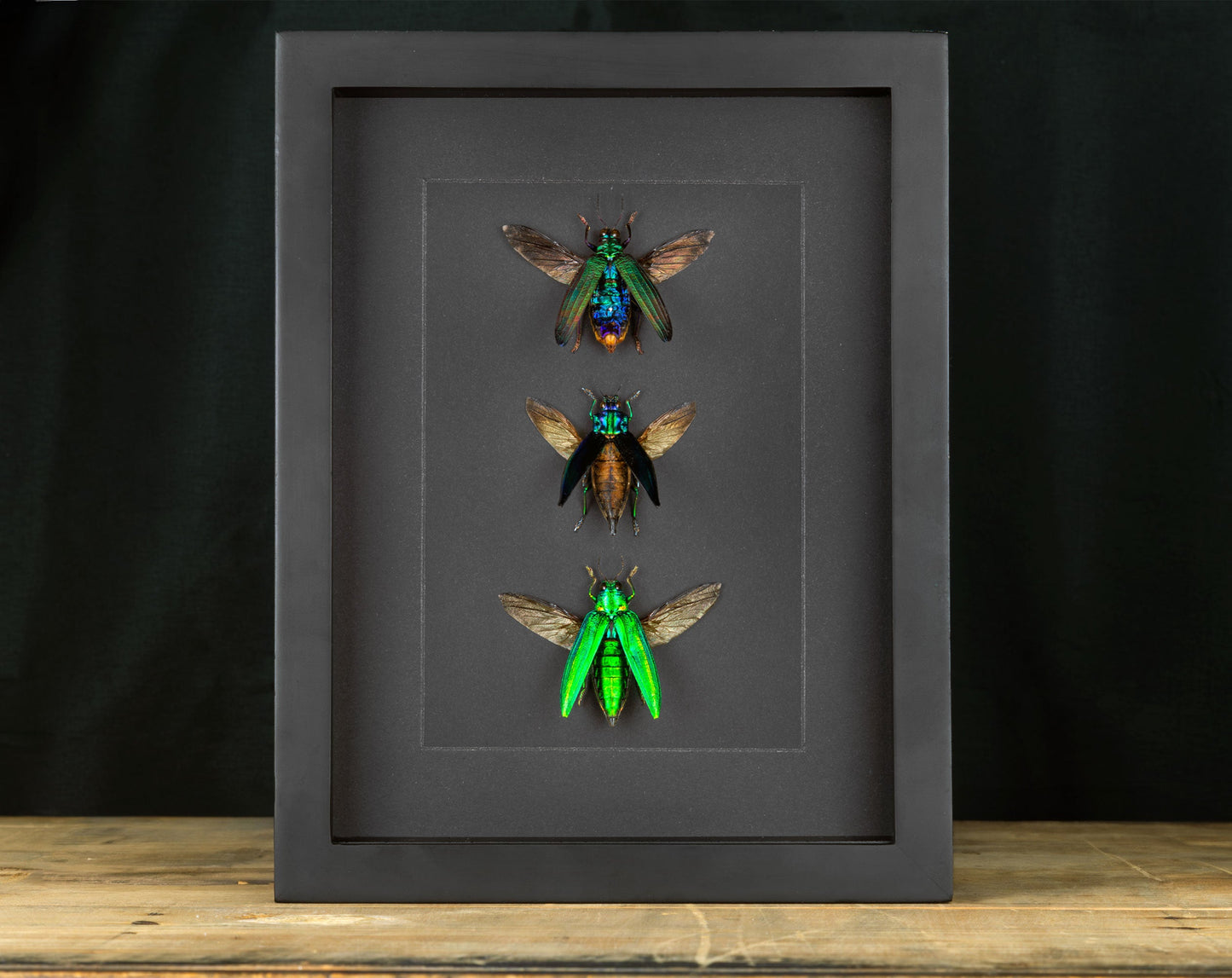 Prachtkäfer TRIO  Käfer im Rahmen InsectArt