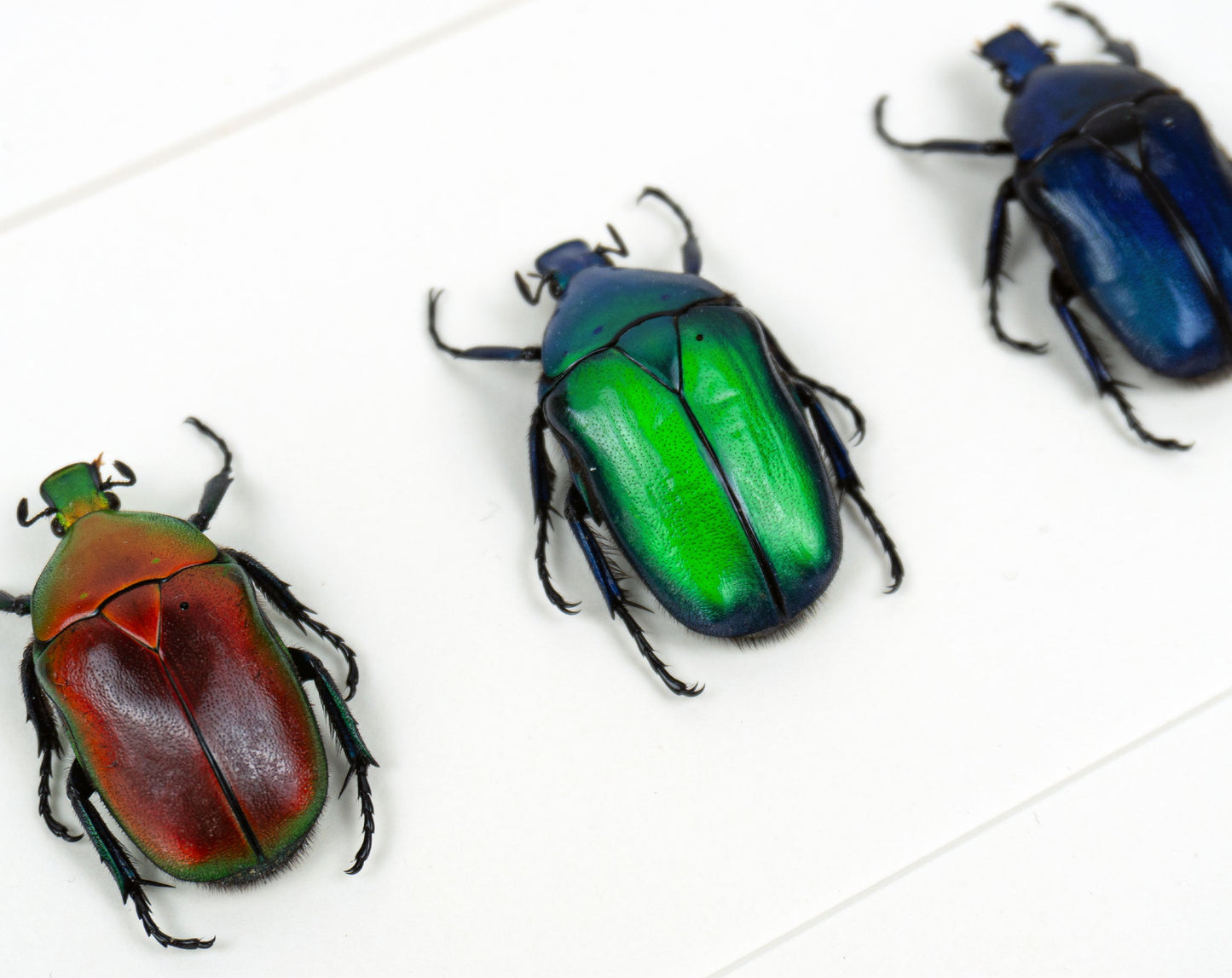 Torynorrhina flammea TRIO  Käfer im Rahmen InsectArt