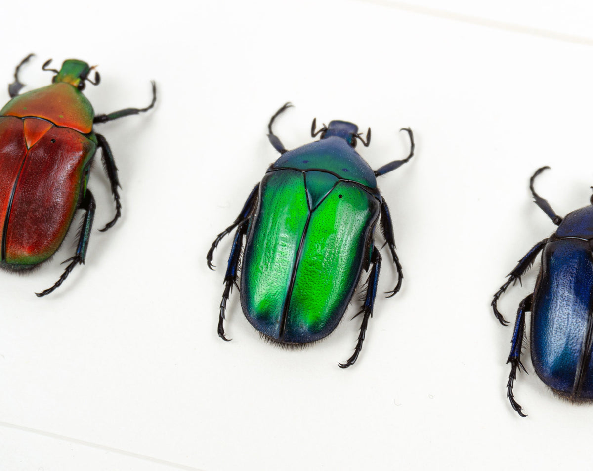 Real Framed Colorful Beetle Set TRIO, Metallic Beetles – InsectArt