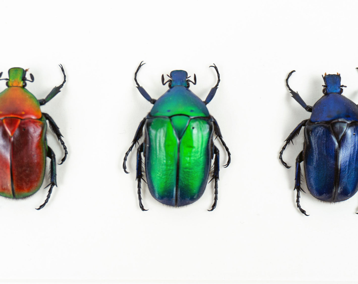 Torynorrhina flammea TRIO  Käfer im Rahmen InsectArt