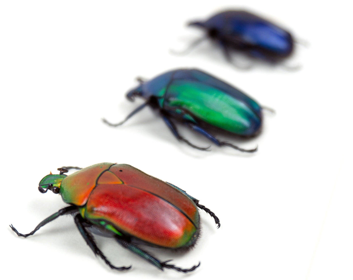 Torynorrhina flammea TRIO  Käfer im Rahmen InsectArt