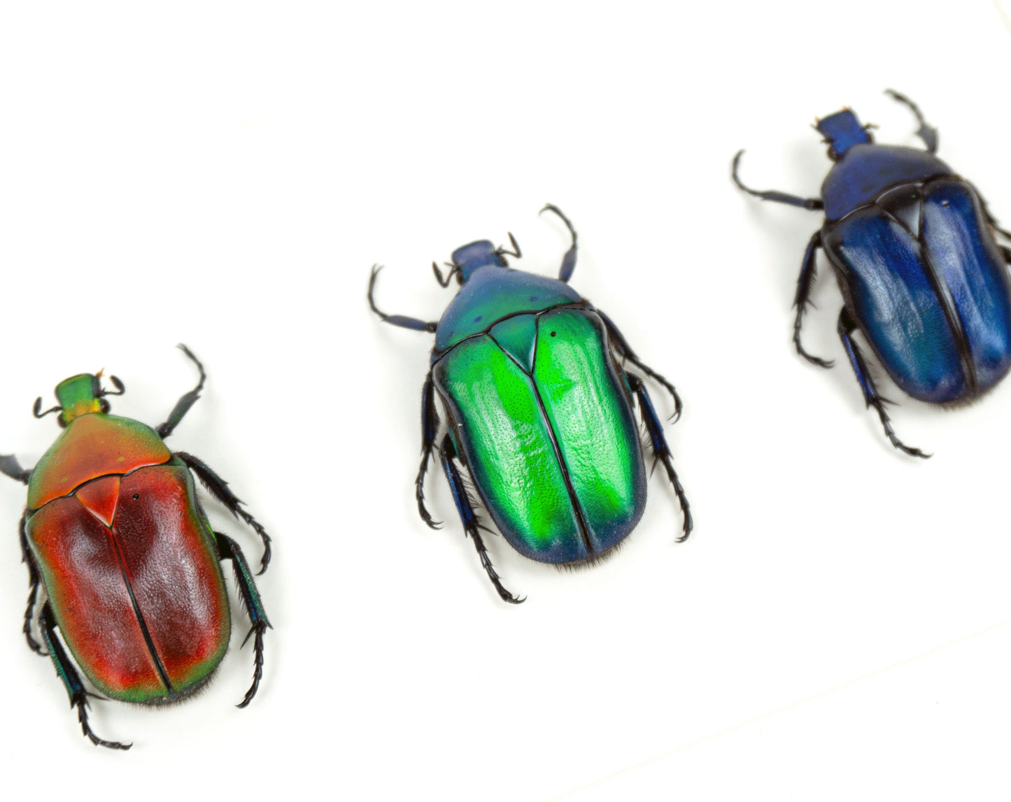 Torynorrhina flammea TRIO  Käfer im Rahmen InsectArt