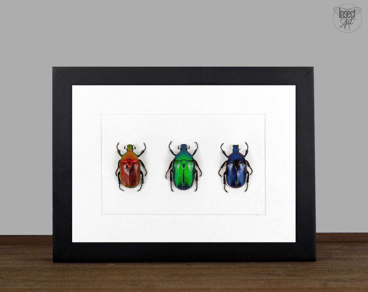 Torynorrhina flammea TRIO  Käfer im Rahmen InsectArt