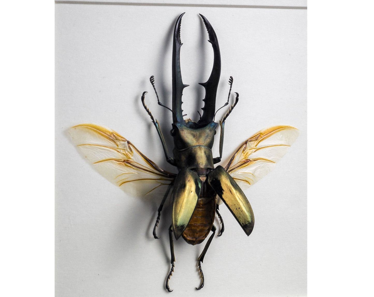 Cyclommatus metallifer ♂  Käfer InsectArt