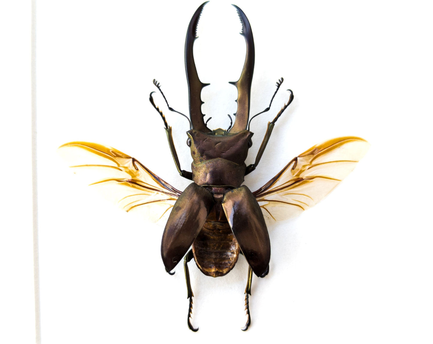 Cyclommatus metallifer ♂  Käfer InsectArt