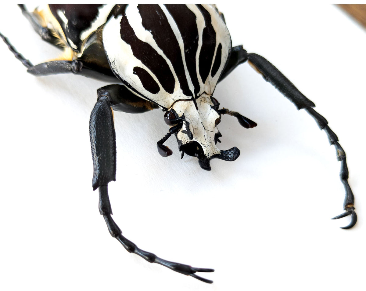 True framed beetle, Goliathus goliatus male – InsectArt