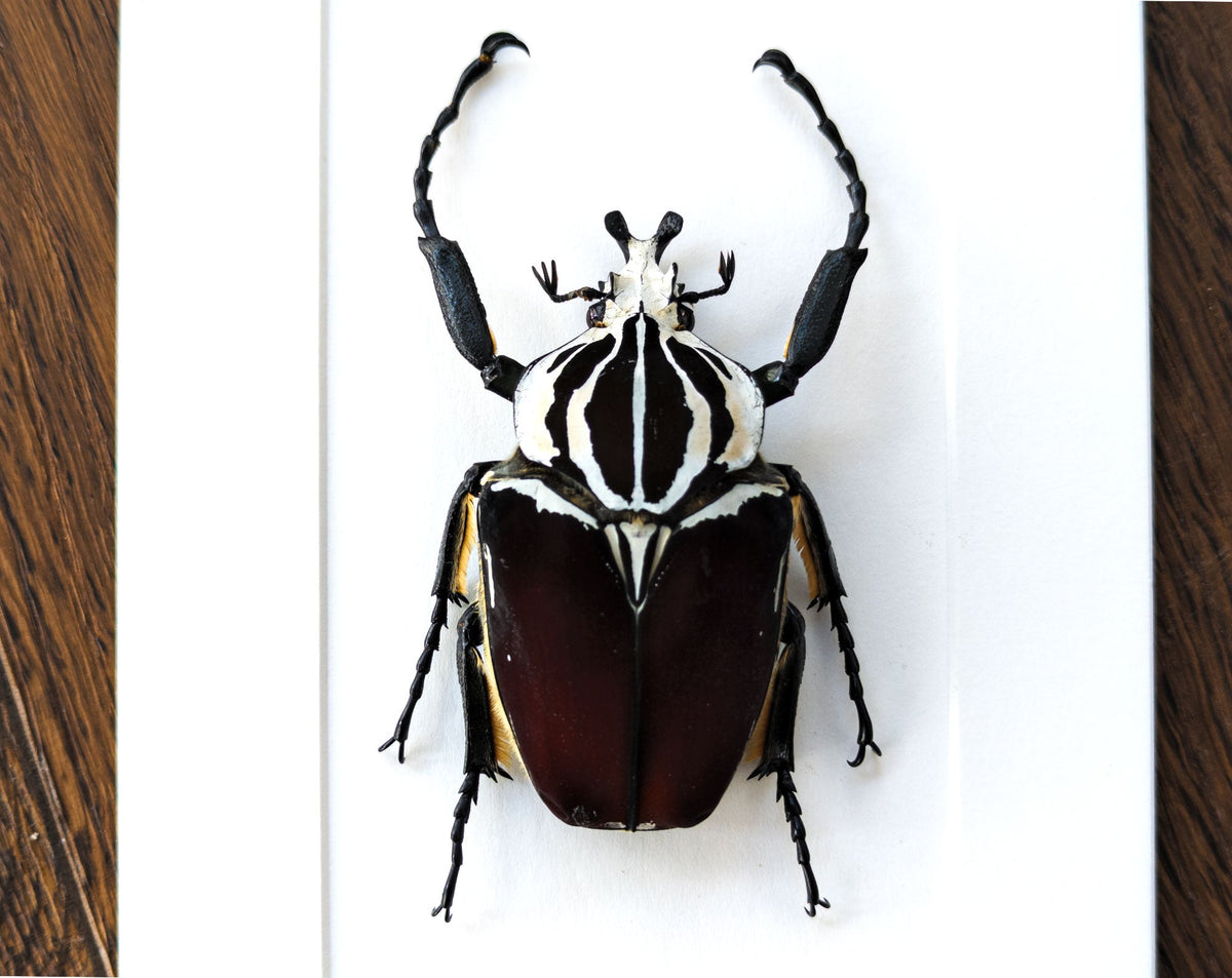 True framed beetle, Goliathus goliatus male – InsectArt