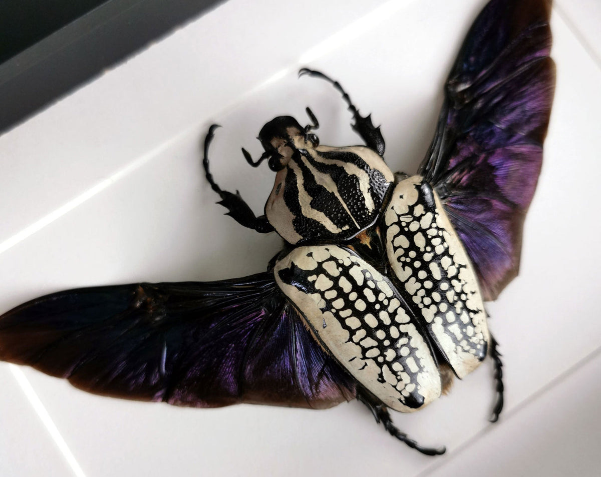 kaefer-goliathus-orientalis-