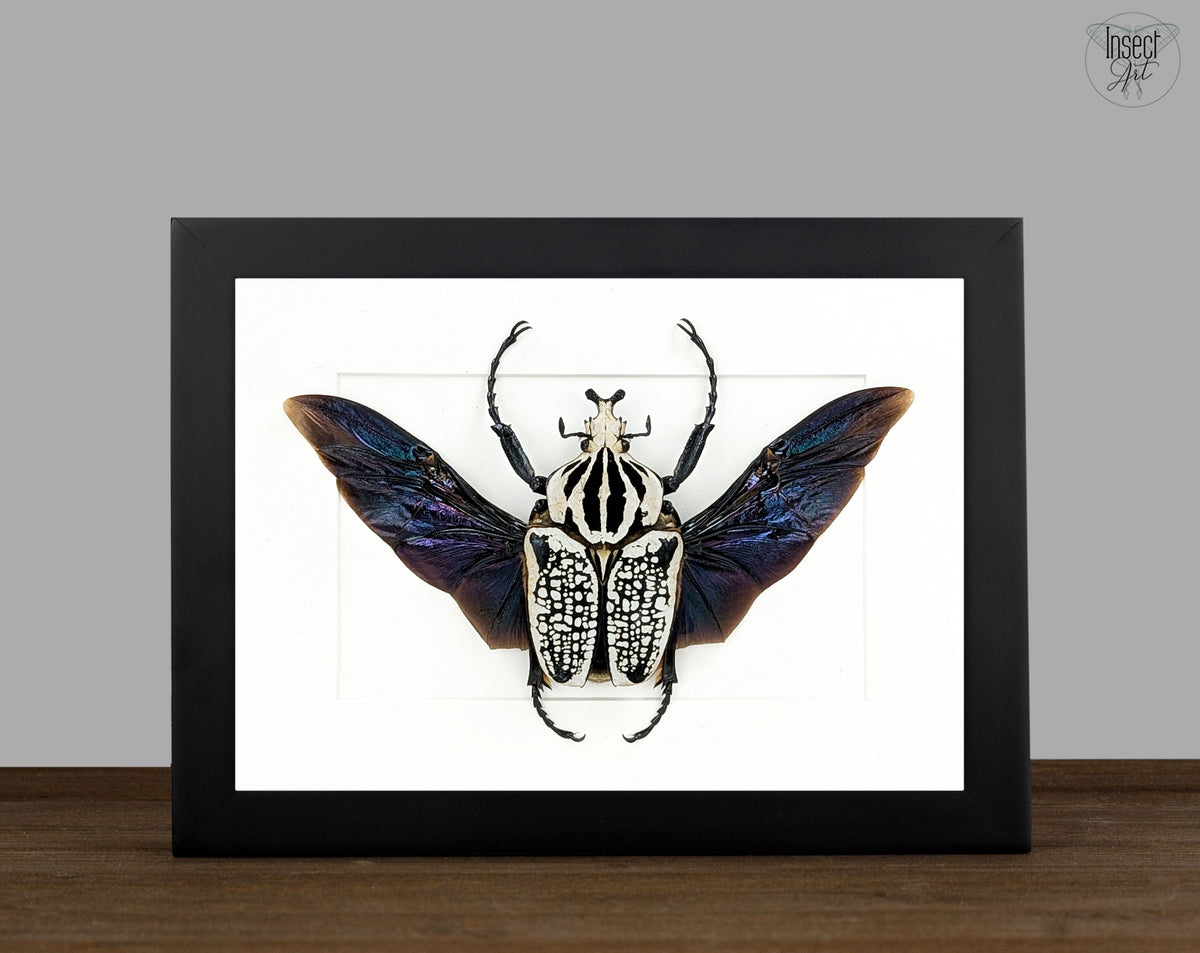 Goliathus orientalis ♂ | real framed beetle in flight pose
