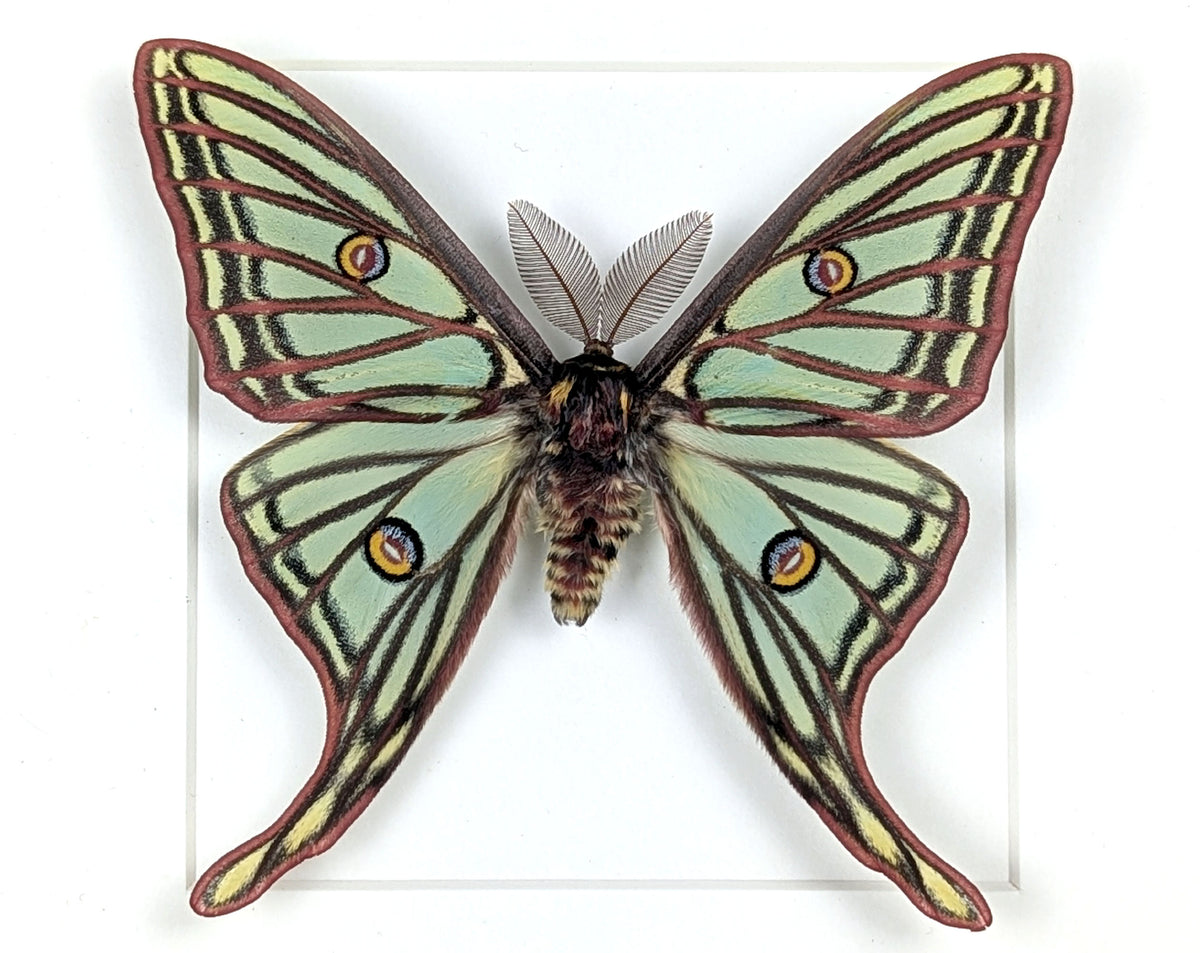Real Spanish Moon Moth in frame, Graellsia Actias isabellae moth